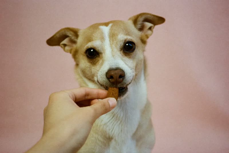 A dog taking a treat from a hand