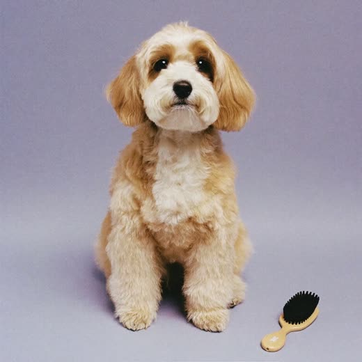 A small dog with a grooming brush