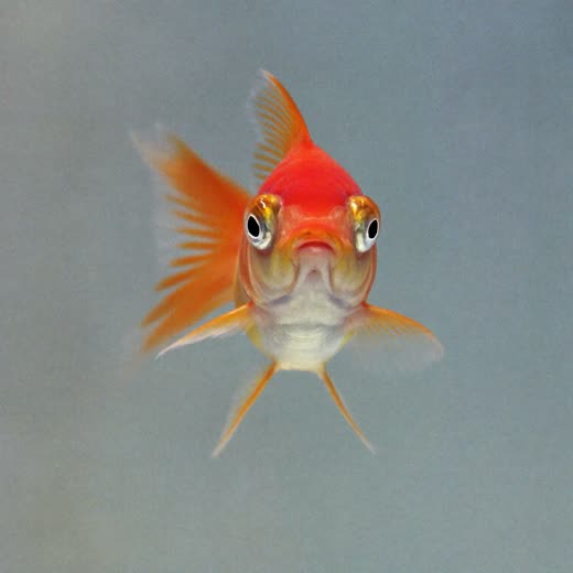 A goldfish in clear water