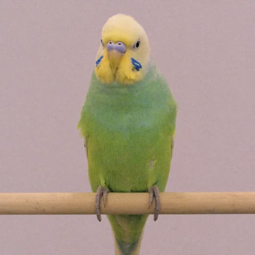 A budgerigar on a perch